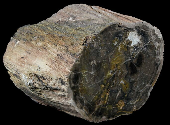 Polished Petrified Wood (Arucaria) Limb - Amarillo, Texas #56217